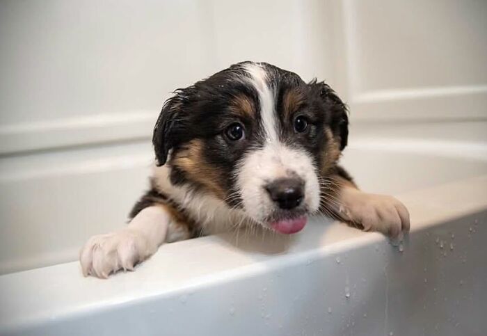 32 Dogs Who Totally Didn’t Sign Up for Bath Time Drama