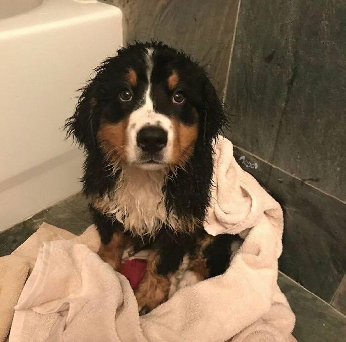 32 Dogs Who Totally Didn’t Sign Up for Bath Time Drama
