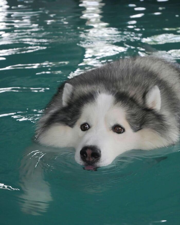32 Dogs Who Totally Didn’t Sign Up for Bath Time Drama