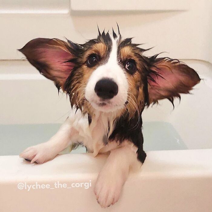 32 Dogs Who Totally Didn’t Sign Up for Bath Time Drama