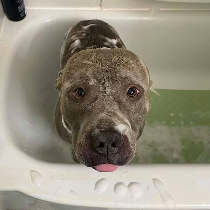 32 Dogs Who Totally Didn’t Sign Up for Bath Time Drama