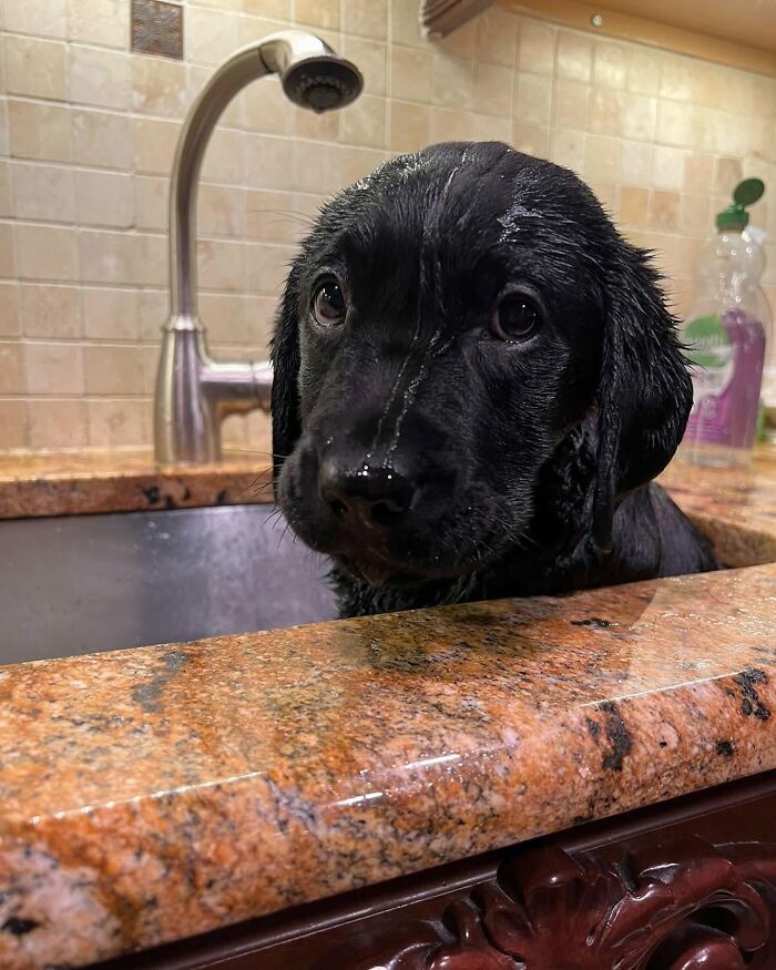 32 Dogs Who Totally Didn’t Sign Up for Bath Time Drama