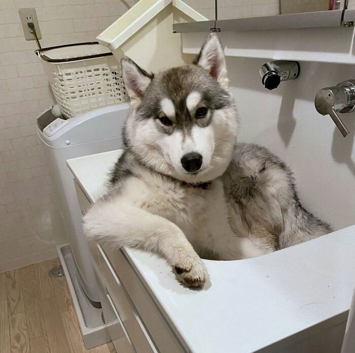 32 Dogs Who Totally Didn’t Sign Up for Bath Time Drama