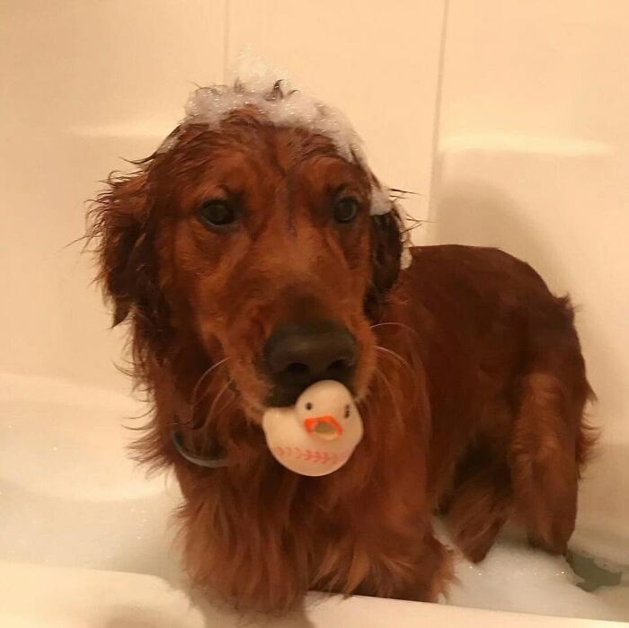 32 Dogs Who Totally Didn’t Sign Up for Bath Time Drama