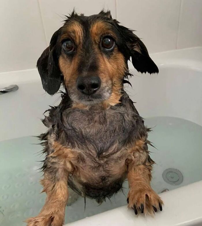 32 Dogs Who Totally Didn’t Sign Up for Bath Time Drama