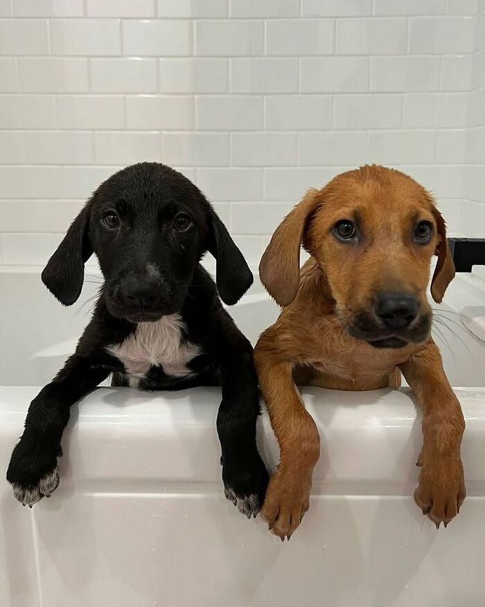 32 Dogs Who Totally Didn’t Sign Up for Bath Time Drama