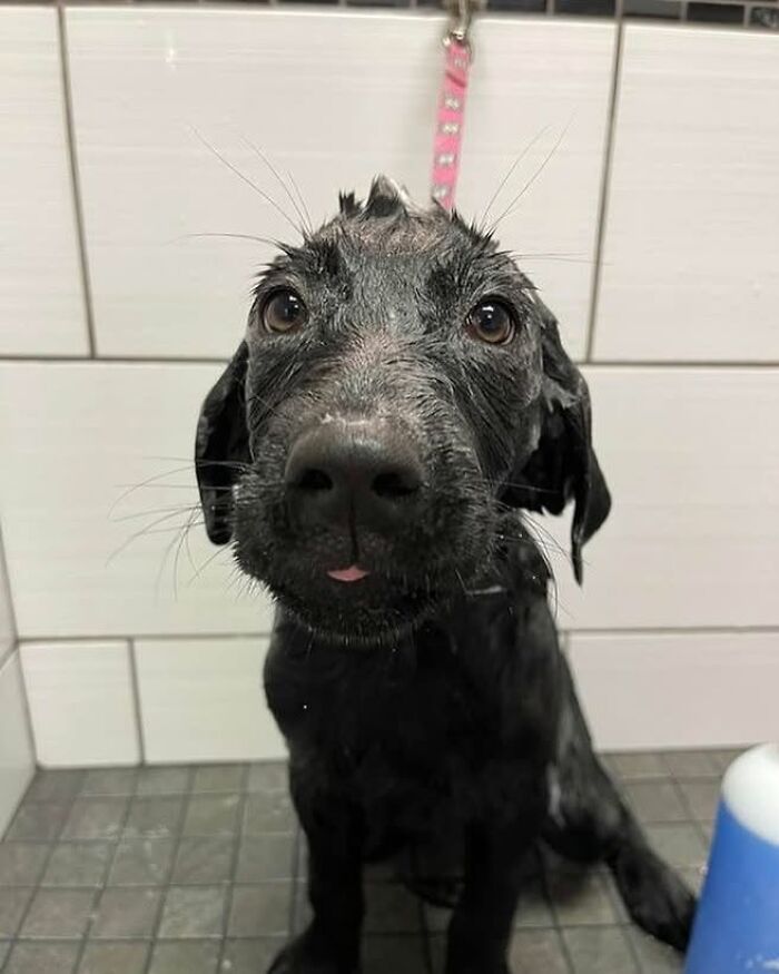 32 Dogs Who Totally Didn’t Sign Up for Bath Time Drama