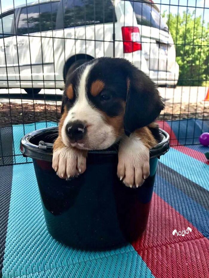 32 Dogs Who Totally Didn’t Sign Up for Bath Time Drama