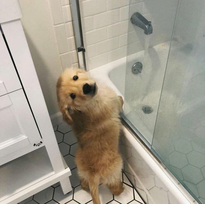32 Dogs Who Totally Didn’t Sign Up for Bath Time Drama