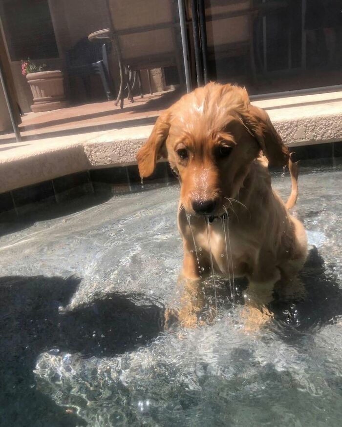 32 Dogs Who Totally Didn’t Sign Up for Bath Time Drama