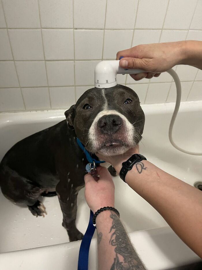 32 Dogs Who Totally Didn’t Sign Up for Bath Time Drama