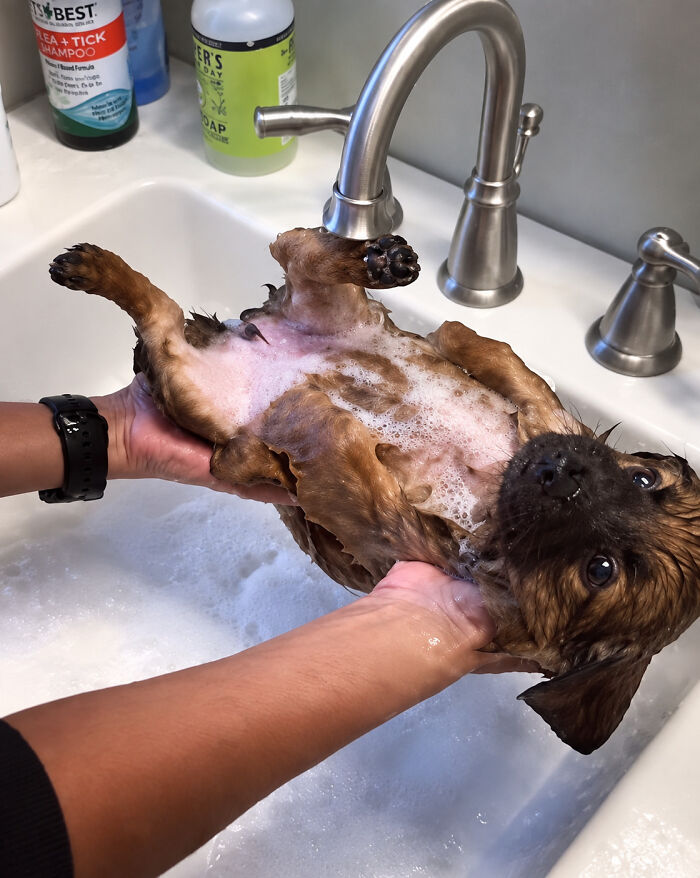 32 Dogs Who Totally Didn’t Sign Up for Bath Time Drama