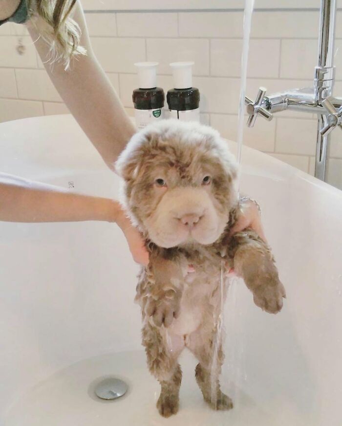 32 Dogs Who Totally Didn’t Sign Up for Bath Time Drama