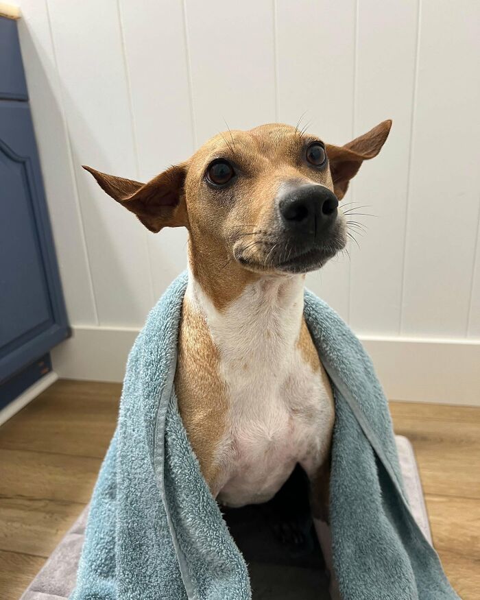 32 Dogs Who Totally Didn’t Sign Up for Bath Time Drama