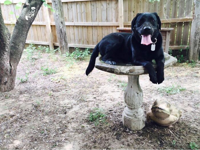 32 Dogs Who Totally Didn’t Sign Up for Bath Time Drama