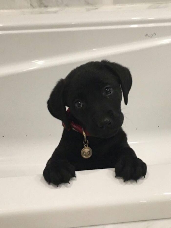 32 Dogs Who Totally Didn’t Sign Up for Bath Time Drama