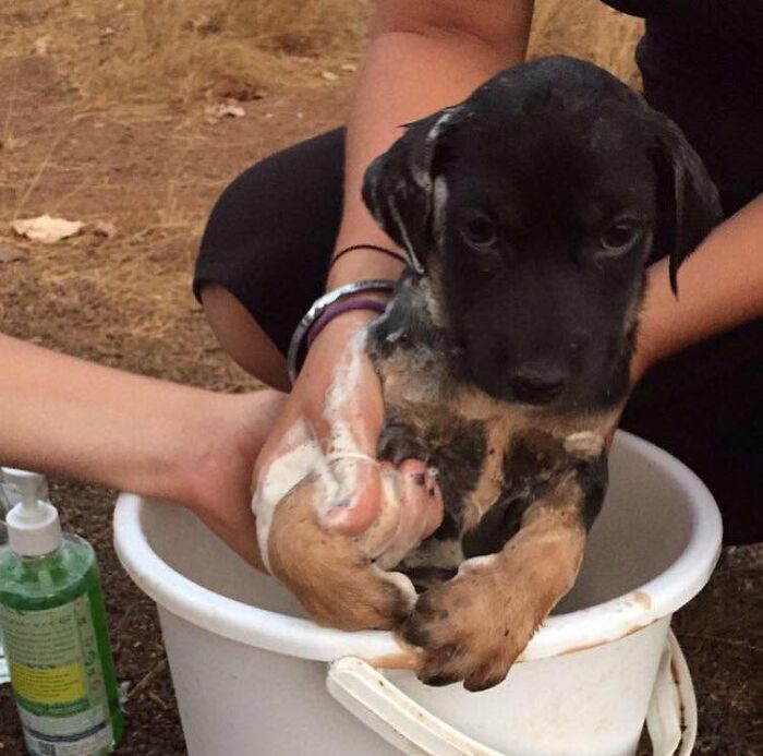 32 Dogs Who Totally Didn’t Sign Up for Bath Time Drama