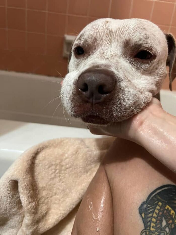 32 Dogs Who Totally Didn’t Sign Up for Bath Time Drama