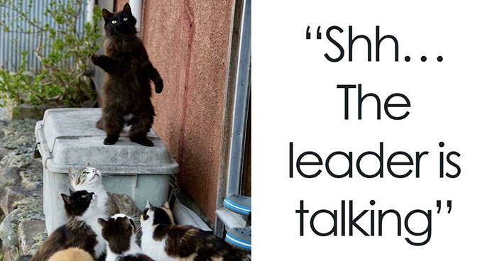 Meet The Secret Cat Club Plotting Stuff (We’re Guessing World Domination?)
