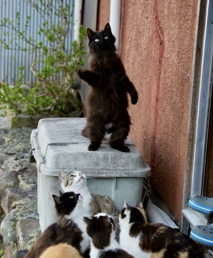 Quiet! The Boss Cat Is Dropping Wisdom
