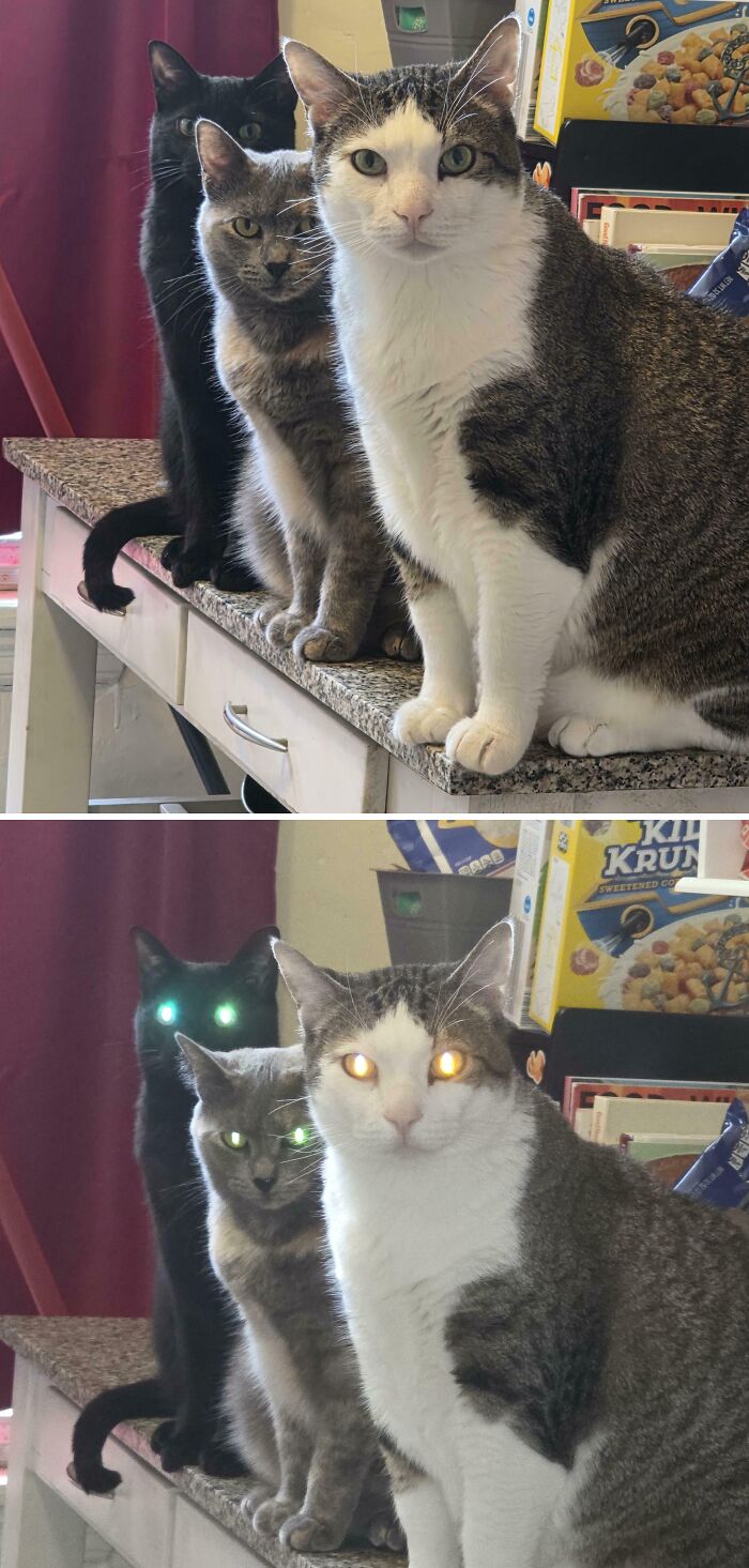 Whoa, The Council Looked Scary for a Sec. Did I Do Something?
