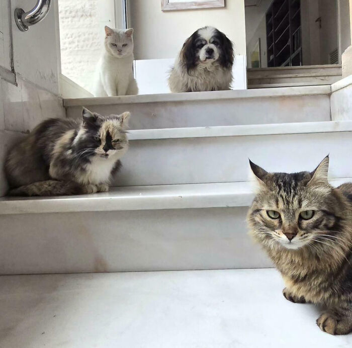 The Council’s Not Impressed – Try Again, Human