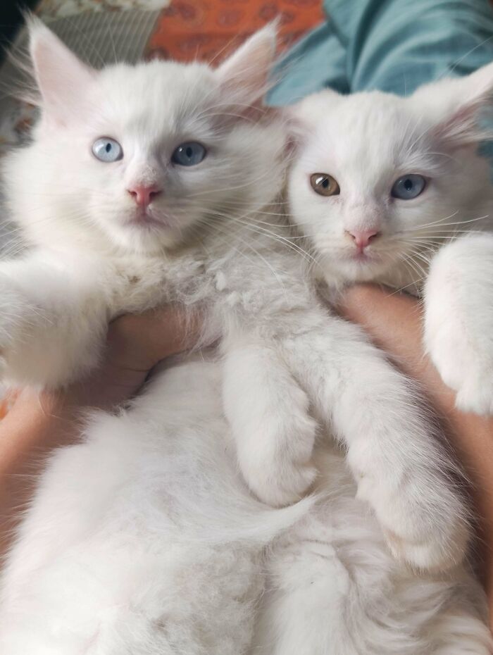 Council of Fluffy Cottonballs Assemble!
