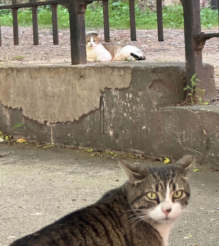 Hanging Out With the Neighborhood Cat Crew