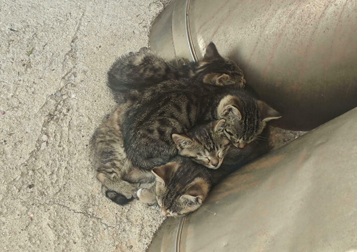 The Mysterious Cat Plasma – Science-ish Stuff Happening