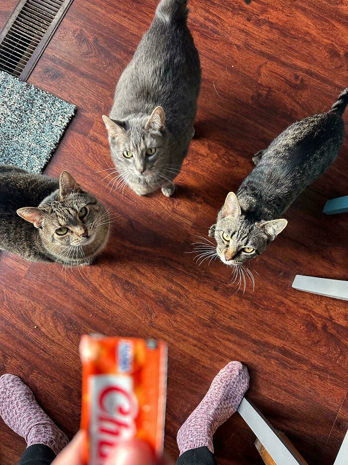 Council Waiting on That Magic Churu Treat