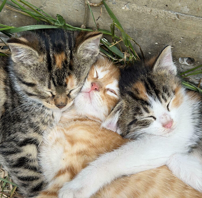Meet The Secret Cat Club Plotting Stuff (We’re Guessing World Domination?)