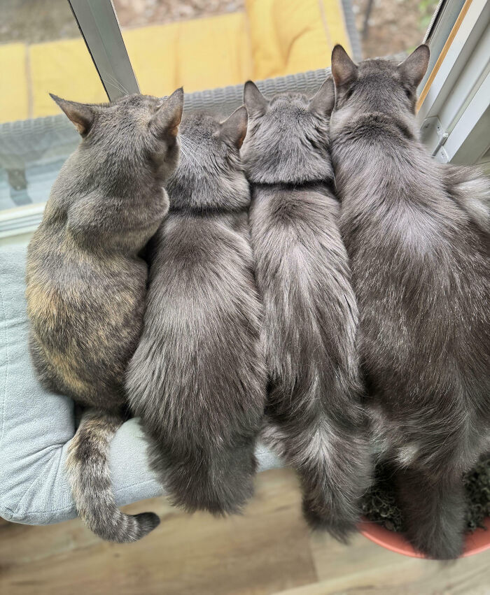 Meet The Secret Cat Club Plotting Stuff (We’re Guessing World Domination?)