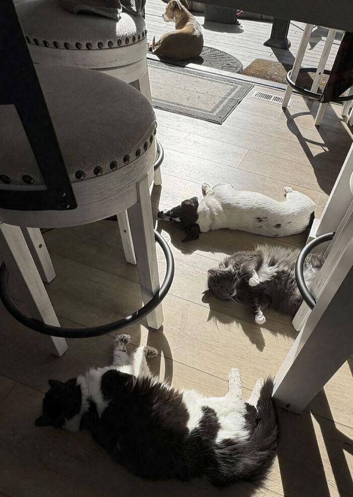 Meet The Secret Cat Club Plotting Stuff (We’re Guessing World Domination?)