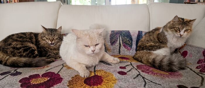 Meet The Secret Cat Club Plotting Stuff (We’re Guessing World Domination?)