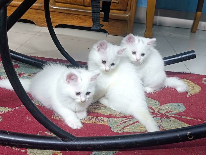 Meet The Secret Cat Club Plotting Stuff (We’re Guessing World Domination?)
