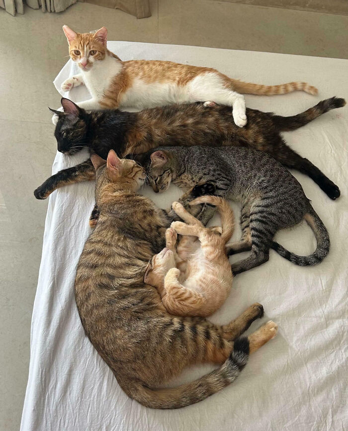 Meet The Secret Cat Club Plotting Stuff (We’re Guessing World Domination?)