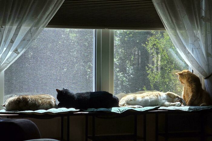 Meet The Secret Cat Club Plotting Stuff (We’re Guessing World Domination?)