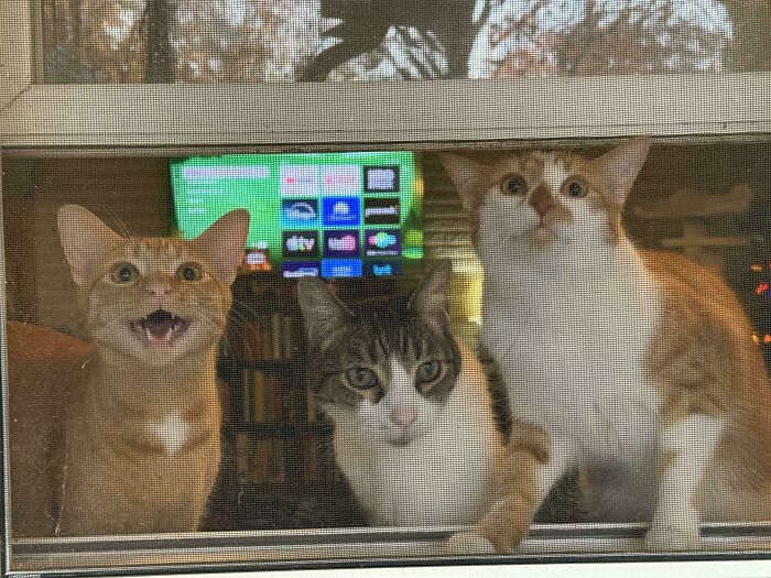 Meet The Secret Cat Club Plotting Stuff (We’re Guessing World Domination?)