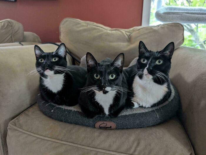 Meet The Secret Cat Club Plotting Stuff (We’re Guessing World Domination?)
