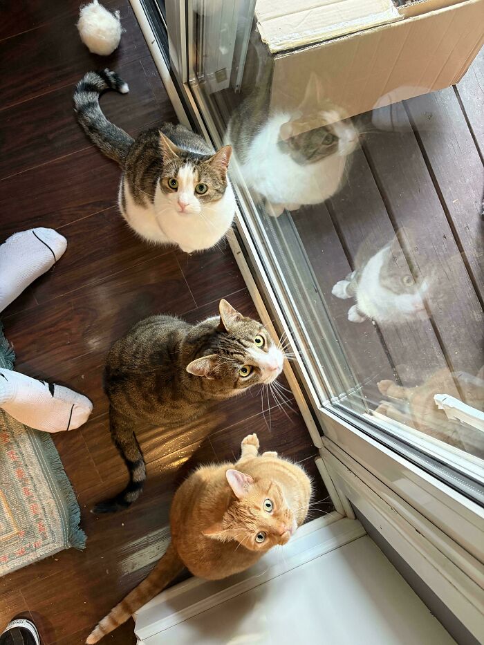 Meet The Secret Cat Club Plotting Stuff (We’re Guessing World Domination?)