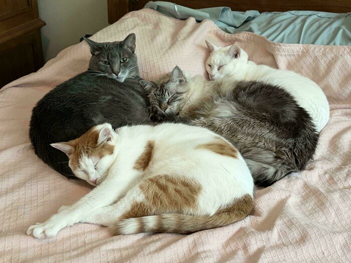 Meet The Secret Cat Club Plotting Stuff (We’re Guessing World Domination?)