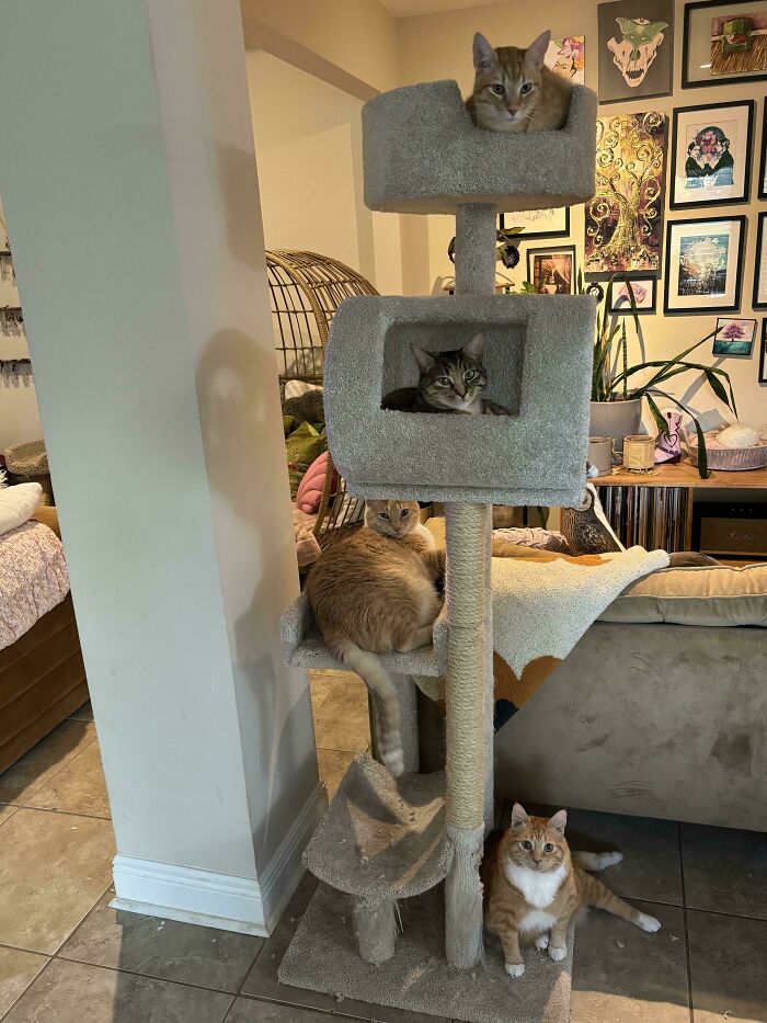 Meet The Secret Cat Club Plotting Stuff (We’re Guessing World Domination?)