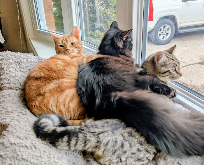 Meet The Secret Cat Club Plotting Stuff (We’re Guessing World Domination?)