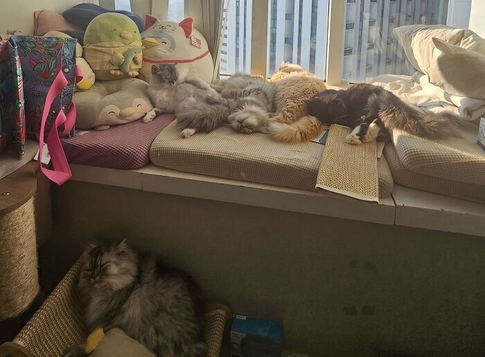Meet The Secret Cat Club Plotting Stuff (We’re Guessing World Domination?)