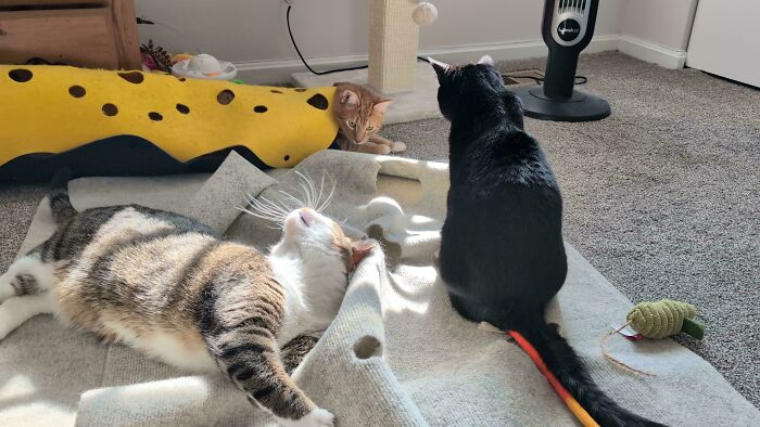 Meet The Secret Cat Club Plotting Stuff (We’re Guessing World Domination?)