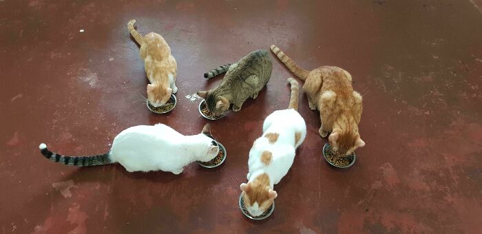 Meet The Secret Cat Club Plotting Stuff (We’re Guessing World Domination?)