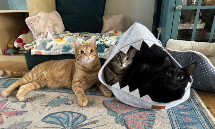 Meet The Secret Cat Club Plotting Stuff (We’re Guessing World Domination?)