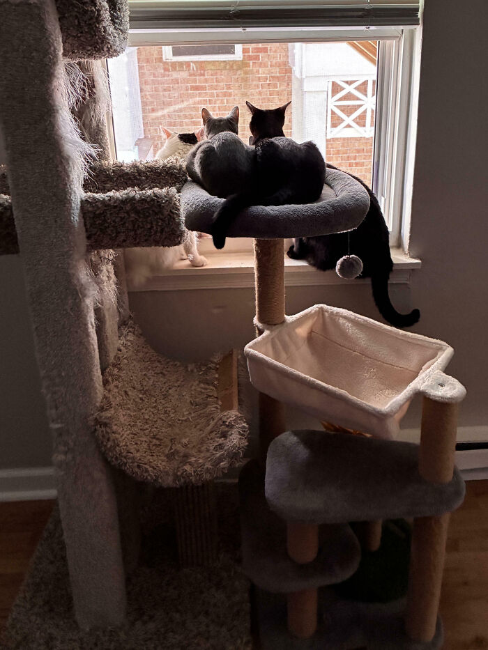 Meet The Secret Cat Club Plotting Stuff (We’re Guessing World Domination?)