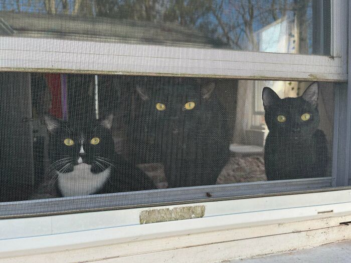 Meet The Secret Cat Club Plotting Stuff (We’re Guessing World Domination?)