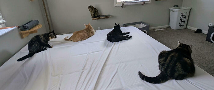 Meet The Secret Cat Club Plotting Stuff (We’re Guessing World Domination?)